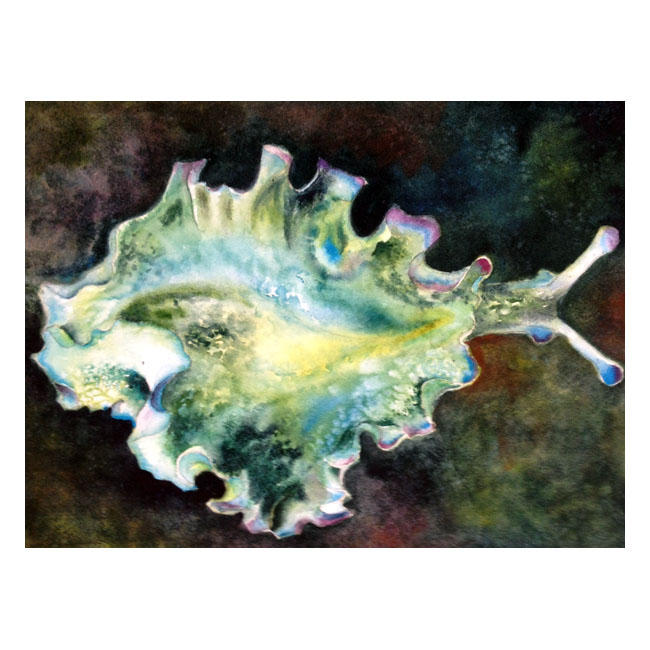 Babosa Marina acuarela
